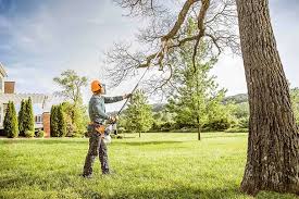 Vallejo, CA Tree Care  Company